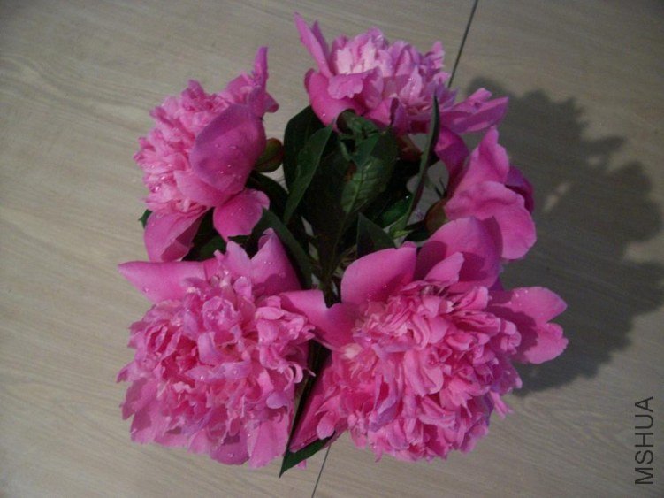 peony 044.JPG