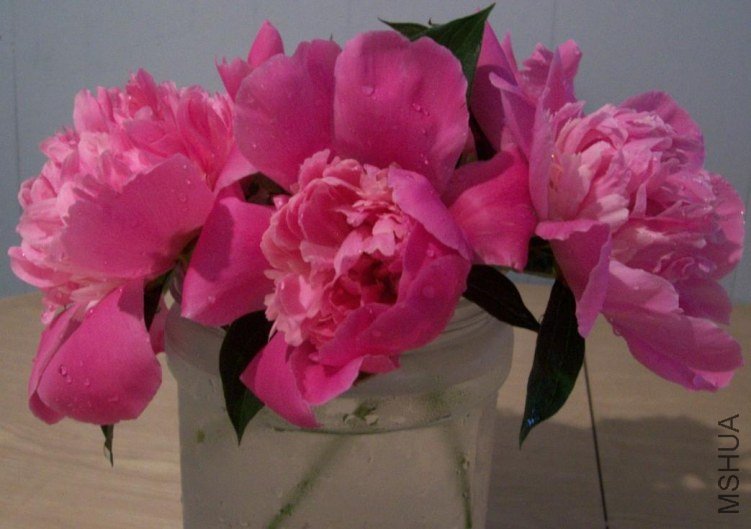 peony 041.JPG