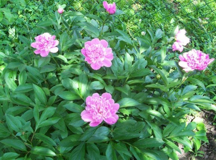 peony 008.JPG