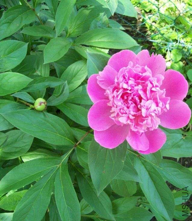peony 005.JPG