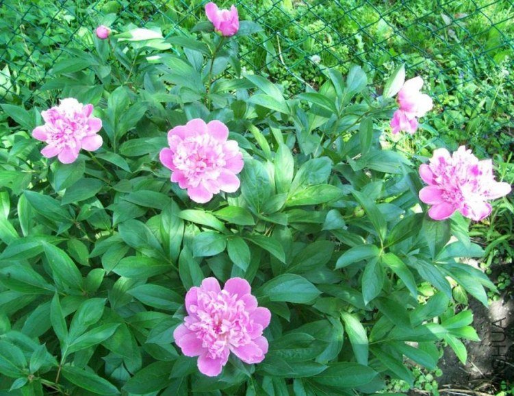 peony 003.JPG