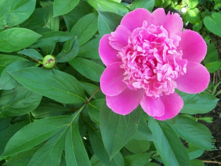 peony 009.JPG
