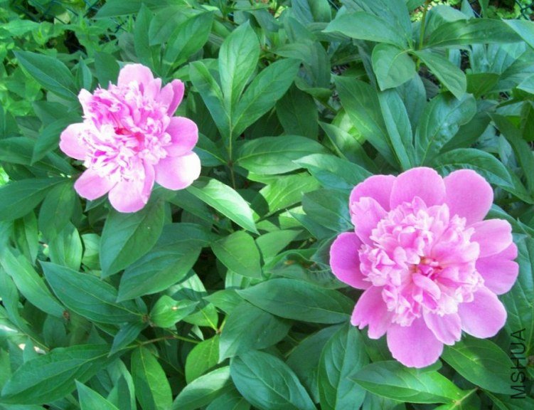 peony 020.JPG