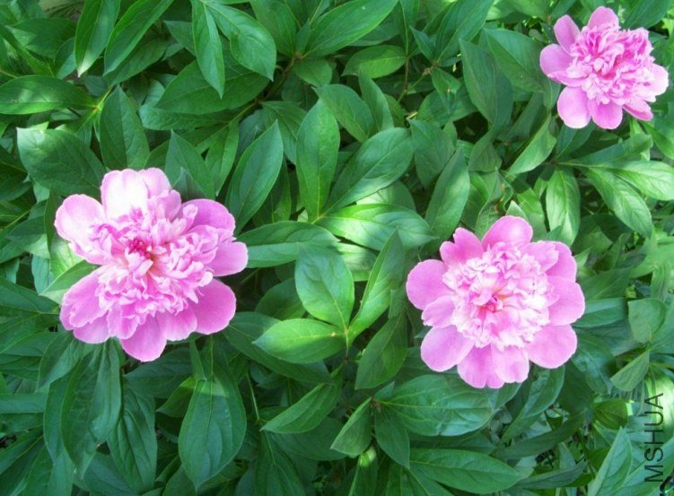 peony 026.JPG