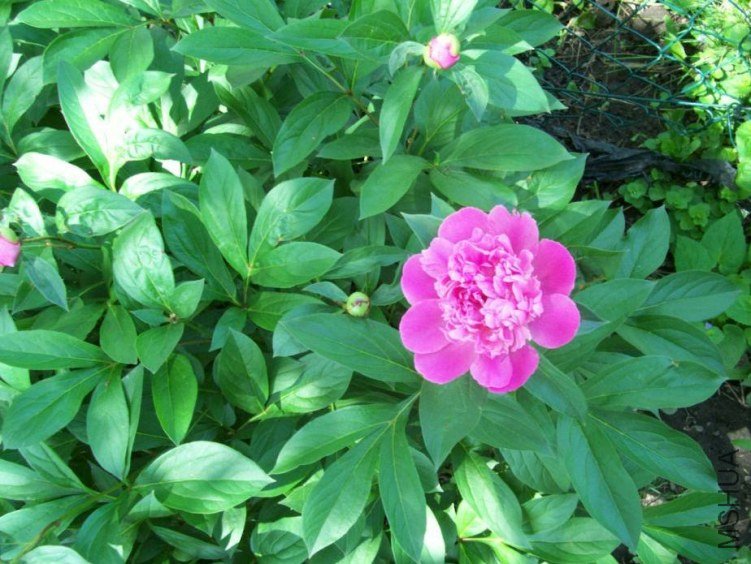 peony 029.JPG