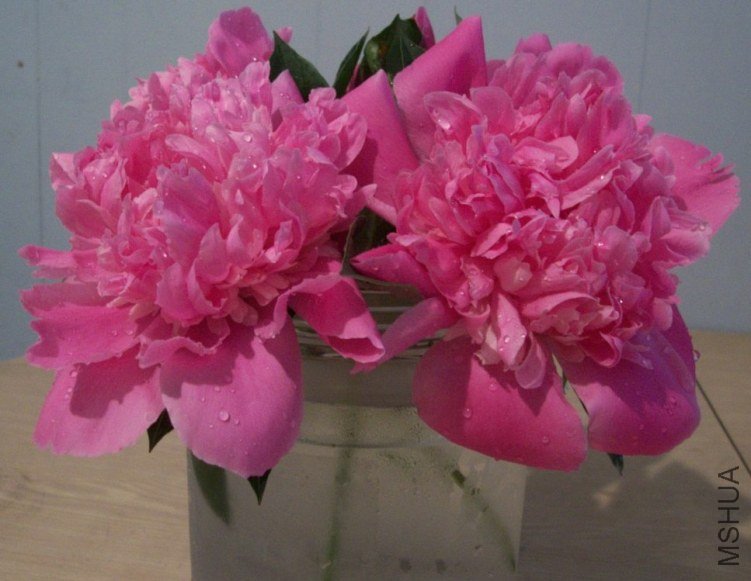 peony 030.JPG