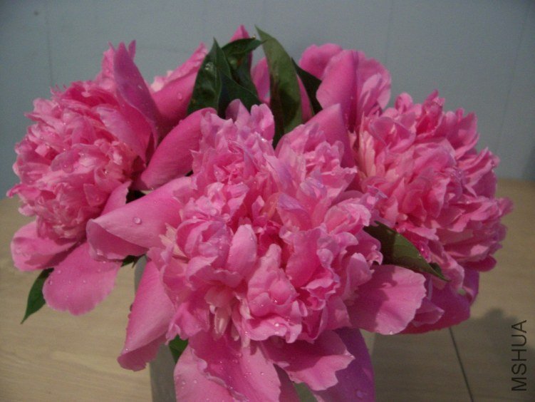 peony 046.JPG