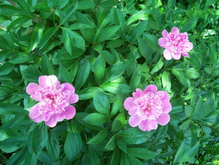 peony 023.JPG