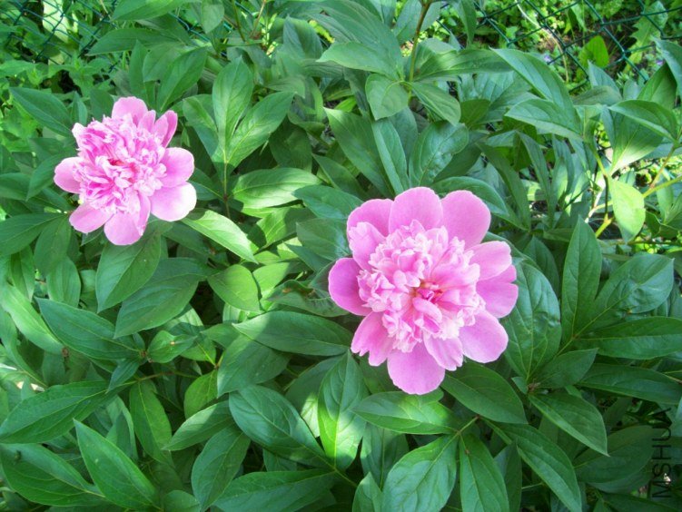 peony 016.JPG