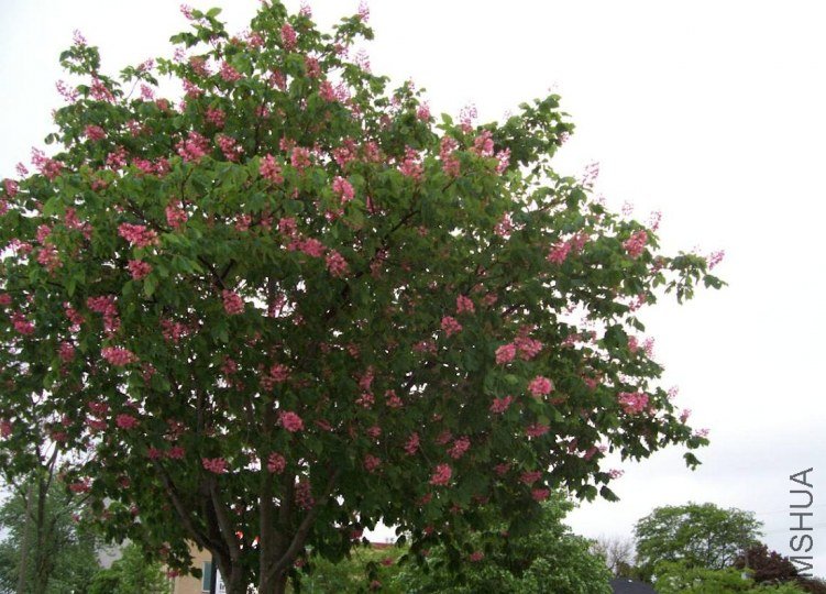 peony 037.JPG