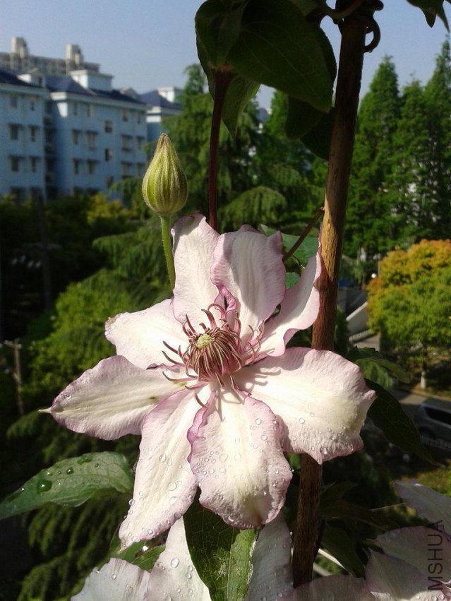 2013-04-27 08.38.17.jpg