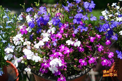 ��Ƭ 161_����.jpg