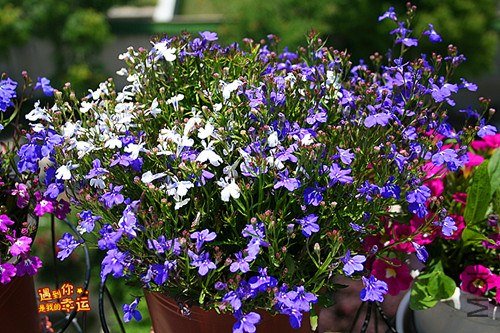 ��Ƭ 163_����.jpg