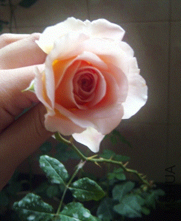 IMG-20130531-00346 (480x640).gif