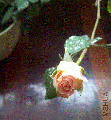 IMG-20130531-00349 (480x640).gif