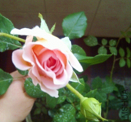 IMG-20130531-00351 (480x640).gif