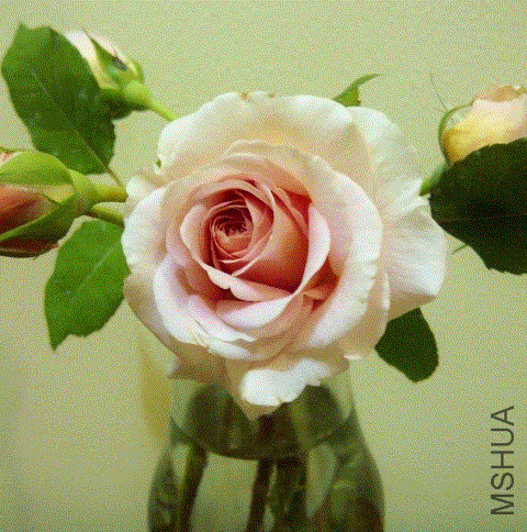 IMG-20130531-00353 (480x640).gif