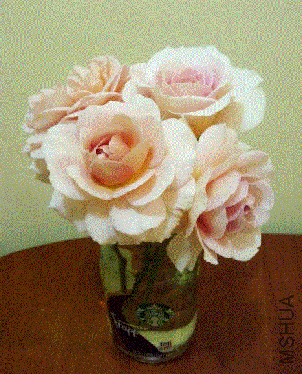 IMG-20130602-00356 (480x640).gif