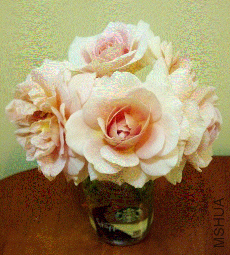 IMG-20130602-00360 (480x640).gif