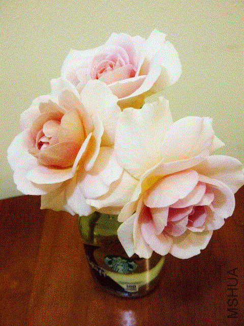 IMG-20130602-00361 (480x640).gif