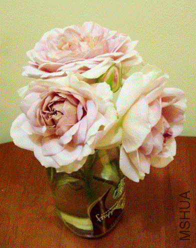 IMG-20130604-00363 (480x640).gif