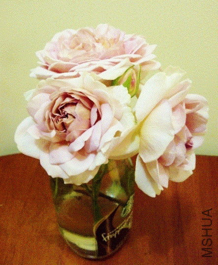 IMG-20130604-00364 (480x640).gif