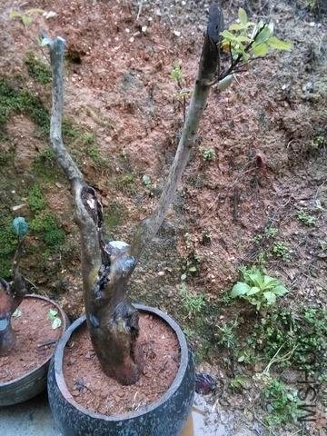 ������С IMG_20130430_113907.jpg