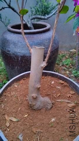 ������С IMG_20130419_174556_HDR.jpg