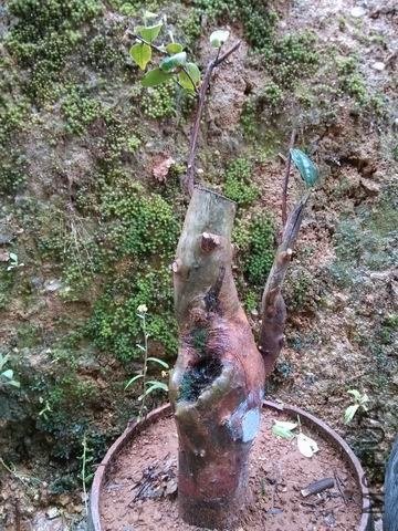 ������С IMG_20130430_113851.jpg