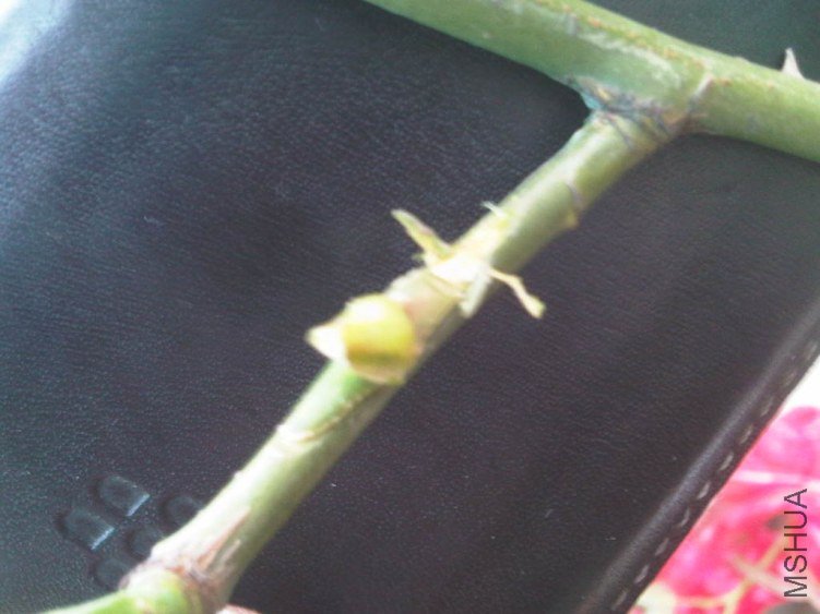 IMG05904-20130604-1742.jpg