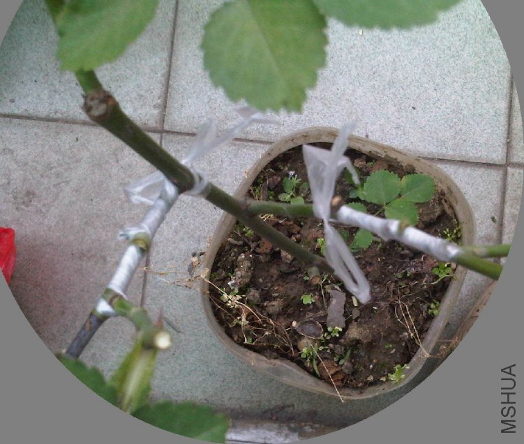 IMG05905-20130604-1745.jpg