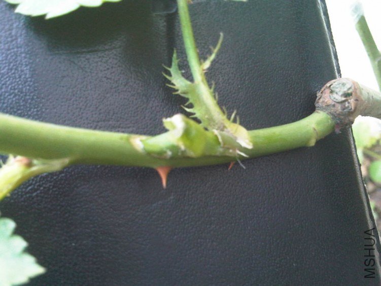 IMG05907-20130604-1751.jpg