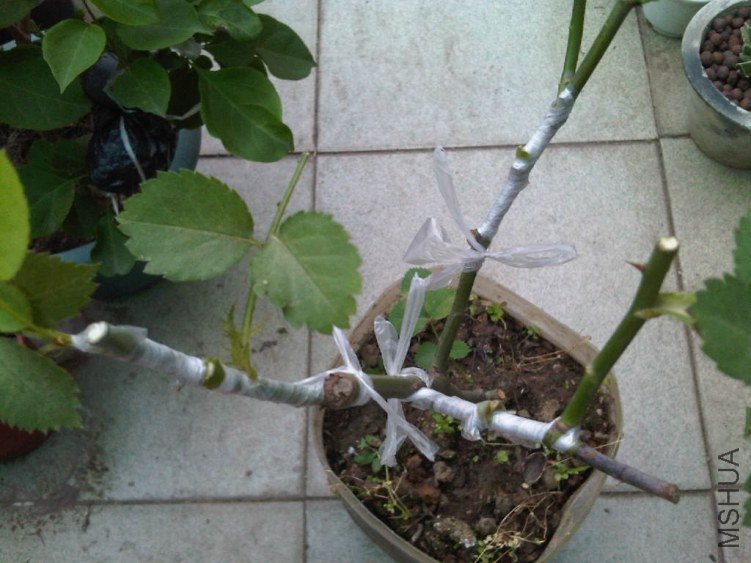 IMG05911-20130604-1756.jpg