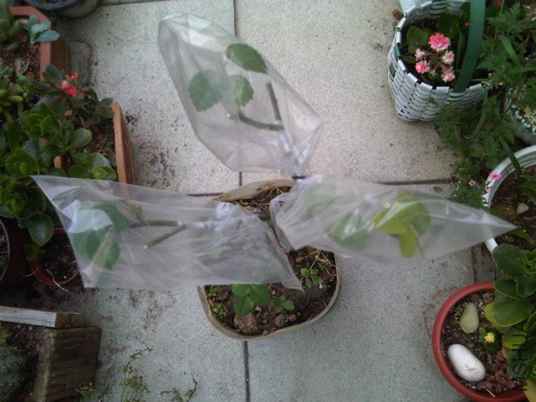 IMG05916-20130604-1802.jpg