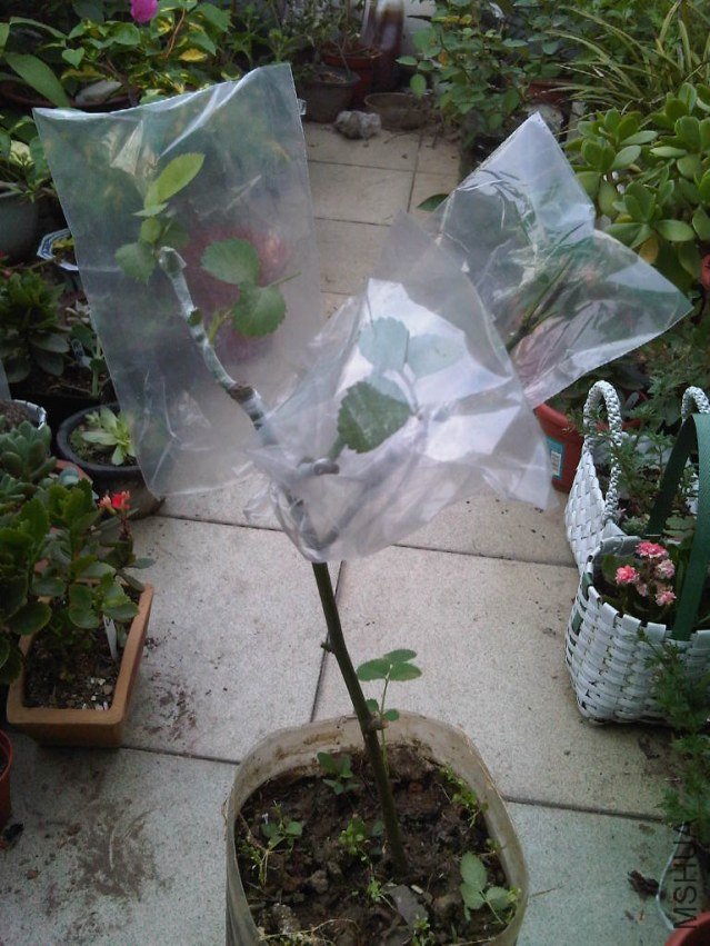 IMG05918-20130604-1803.jpg