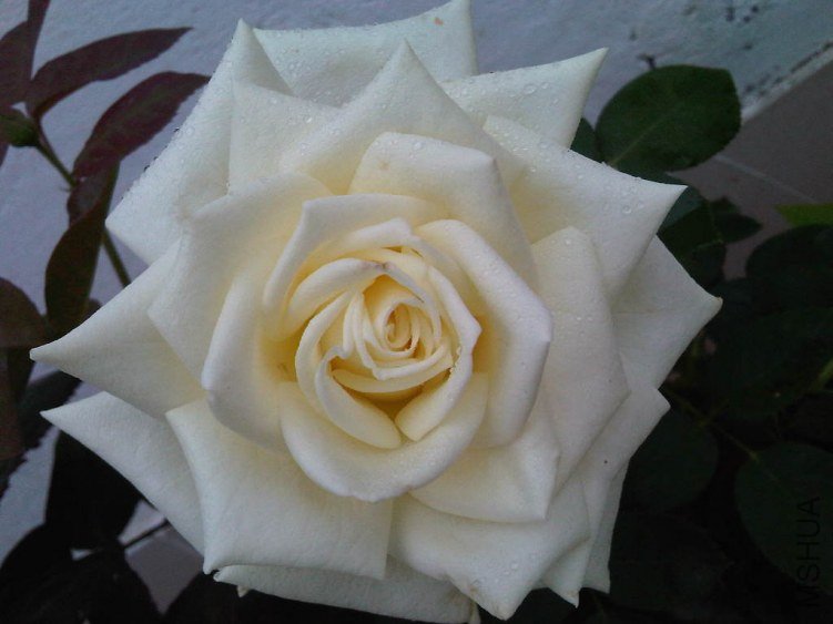 IMG05760-20130523-1204.jpg
