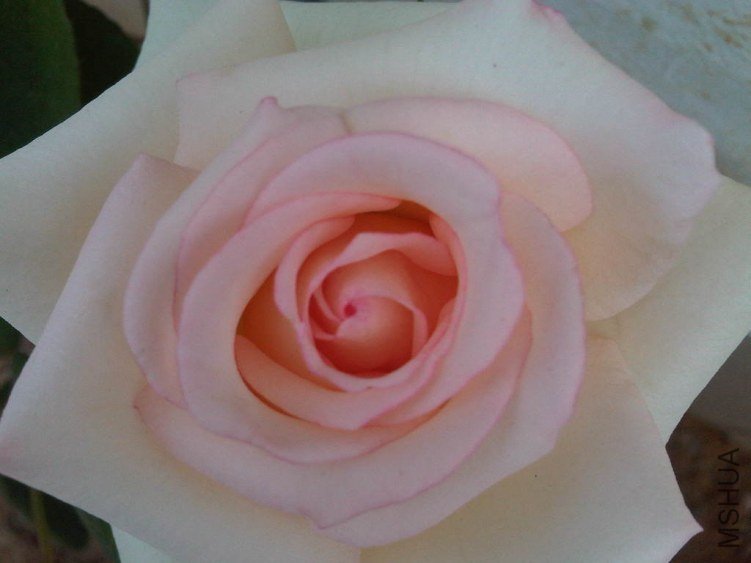 IMG05783-20130524-1250.jpg