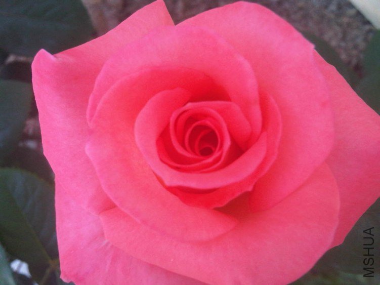 IMG05883-20130603-1446.jpg
