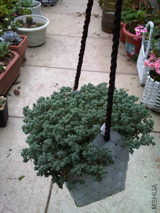IMG05753-20130523-0840.jpg