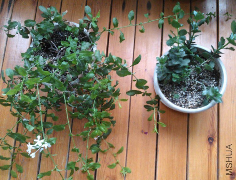 20130605164536.jpeg