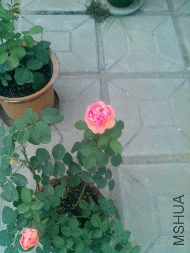 IMG20130605195412.jpg