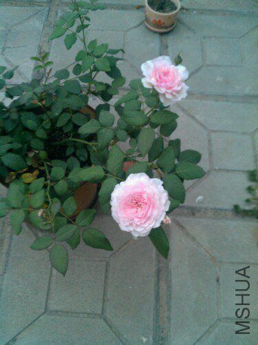 IMG20130605195437.jpg