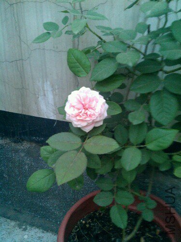 IMG20130605195508.jpg