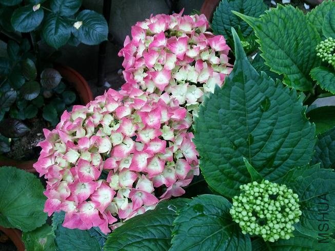 20130522_070239.jpg