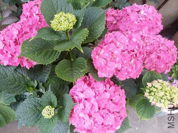 20130529_175605.jpg