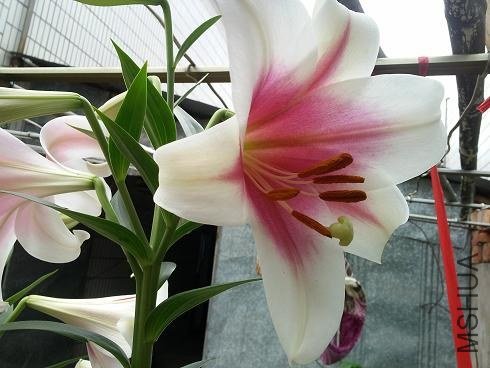 20130604_141717.jpg