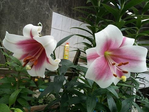 20130530_140910.jpg