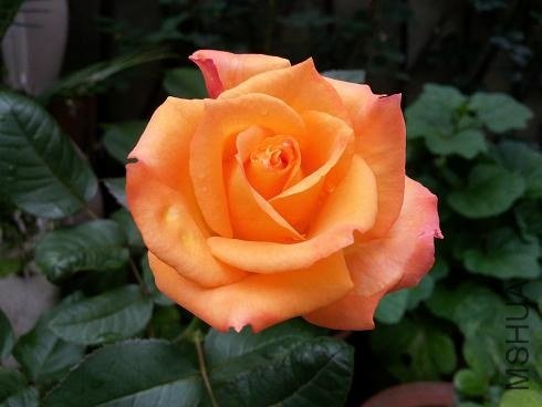 20130530_140941.jpg