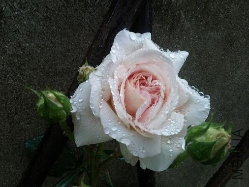 20130516_161606.jpg