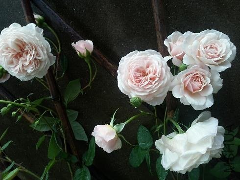 20130516_161556.jpg